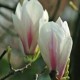 Magnolia cu floare de nufar >250cm, C45 (tufa)